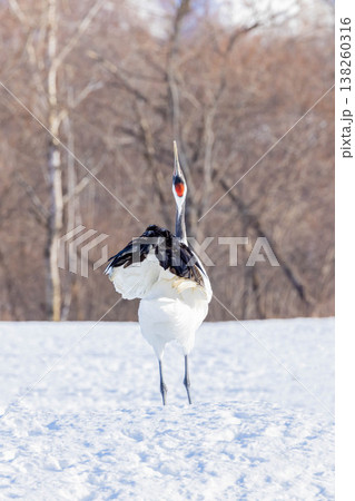 鳴くタンチョウ 鳴くタンチョウ 138260316