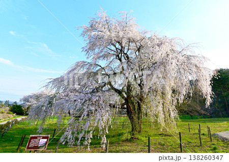 南アルプスあずみの公園 岩原の大しだれ桜 南アルプスあずみの公園 岩原の大しだれ桜 138260347
