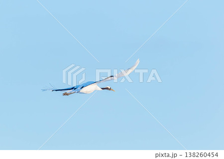 タンチョウの飛翔 138260454