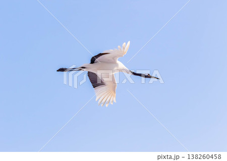 タンチョウの飛翔 タンチョウの飛翔 138260458