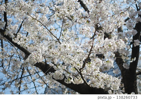 満開になった桜の花 満開になった桜の花 138260733