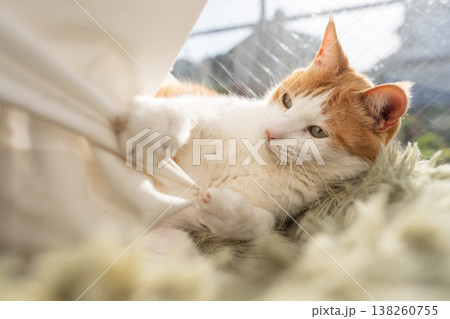 カーテンで遊ぶ猫　茶トラ白 138260755