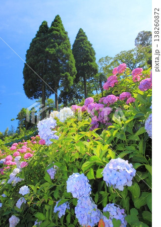 【千葉県】晴天の服部農園あじさい屋敷 138260872