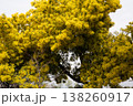 Mimosa tree branches displaying vibrant yellow flowers, signaling the arrival of spring and new life in nature 138260917