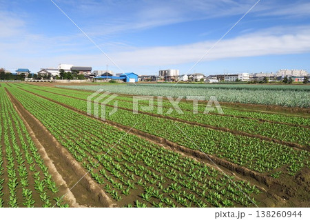 晩秋の近郊のほうれん草畑風景 138260944