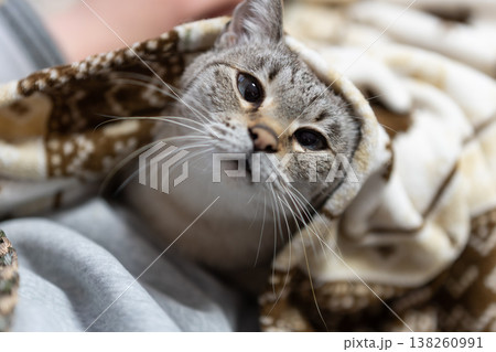 ネコを抱く ネコを抱く 138260991