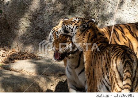 触れ合う二匹のトラ 触れ合う二匹のトラ 138260993