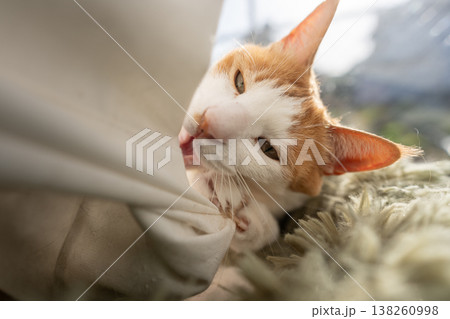 カーテンで遊ぶ猫　茶トラ白 138260998