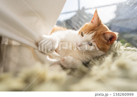 カーテンで遊ぶ猫　茶トラ白 138260999
