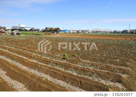 近郊の冬の葱畑風景 近郊の冬の葱畑風景 138261057
