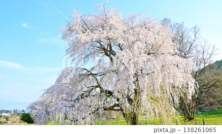 南アルプスあずみの公園 岩原の大しだれ桜 138261065