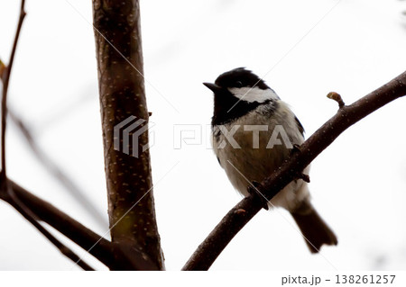 ハシブトガラ 138261257