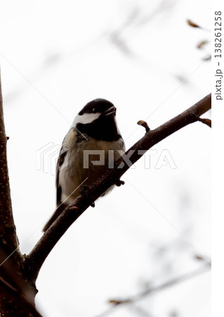 ハシブトガラ 138261258