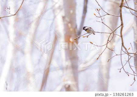 ハシブトガラ 138261263