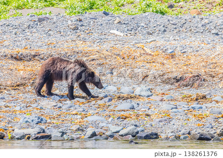 ヒグマ 138261376