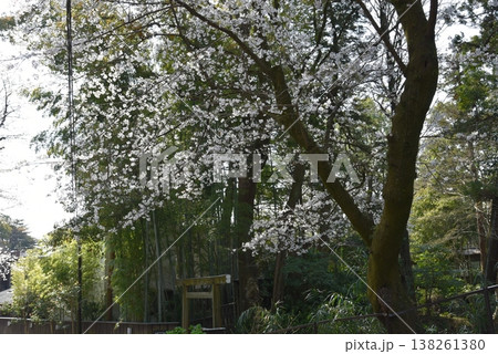 小田原城址公園　春の訪れ 138261380
