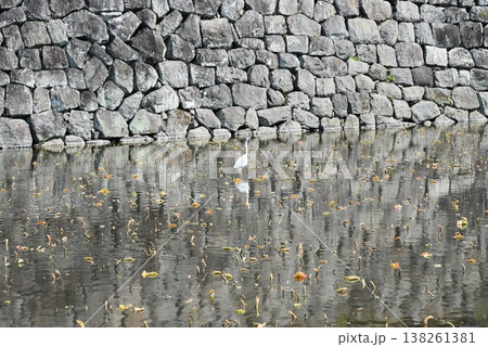 小田原城址公園　春の訪れ 138261381