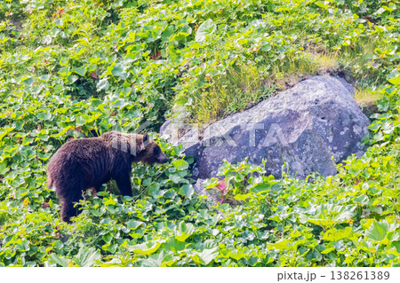 ヒグマ 138261389