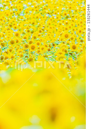 ヒマワリ ヒマワリ 138261444