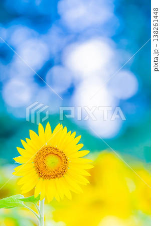 ヒマワリ ヒマワリ 138261448