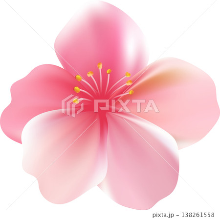 Delicate light pink sakura flower. Sakura blossom petals. Delicate light pink sakura flower. Sakura blossom petals. 138261558