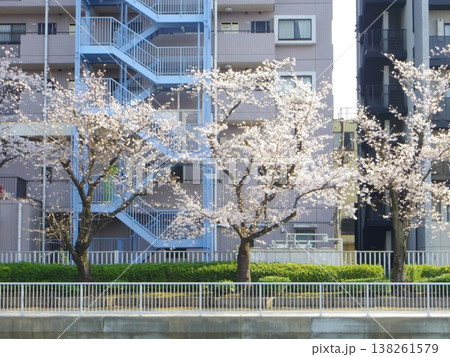 川沿いの桜のある風景 川沿いの桜のある風景 138261579