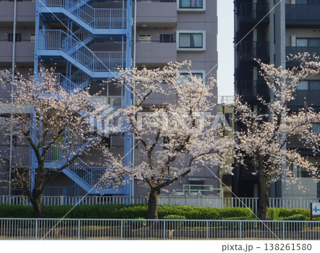 川沿いの桜のある風景 138261580