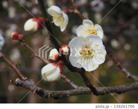 白い梅の花 138261700