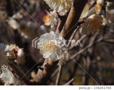白い梅の花 白い梅の花 138261708