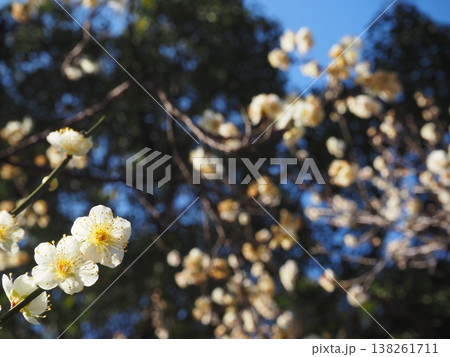 白い梅の花 138261711