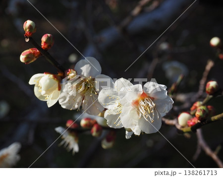 白い梅の花 白い梅の花 138261713