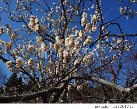 白い梅の花 138261715