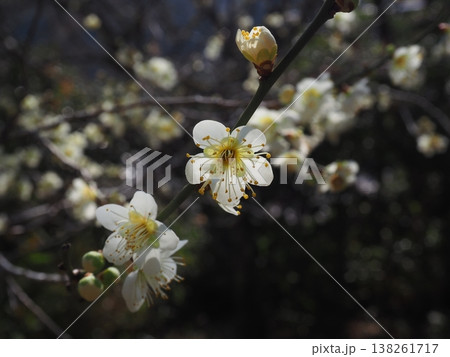 白い梅の花 白い梅の花 138261717