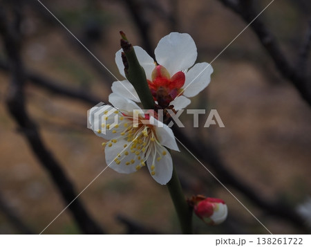 白い梅の花 白い梅の花 138261722