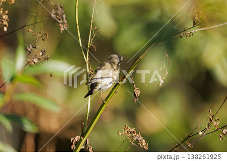 Exploring nature with a delicate bird resting on a slender branch amidst wild greenery Exploring nature with a delicate bird resting on a slender branch amidst wild greenery 138261925