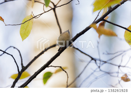 Bird perched quietly on a branch amid the vibrant autumn leaves in a forest setting 138261928