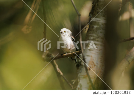 Small bird perches quietly on a branch in a sunlit forest filled with green foliage 138261938