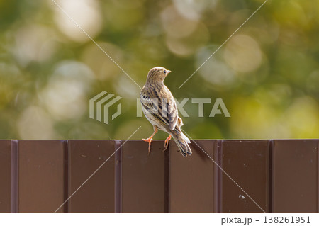 Bird perched on a fence in a garden during a sunny afternoon in late spring Bird perched on a fence in a garden during a sunny afternoon in late spring 138261951