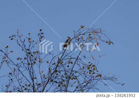 Colorful woodpecker perches on slender branches against a bright blue sky during a tranquil autumn afternoon Colorful woodpecker perches on slender branches against a bright blue sky during a tranquil autumn afternoon 138261952