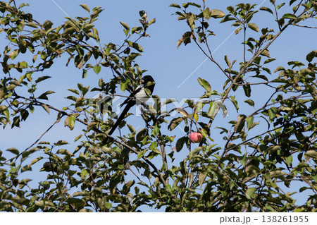 Bird perched on apple tree branches under a clear blue sky during a sunny afternoon 138261955