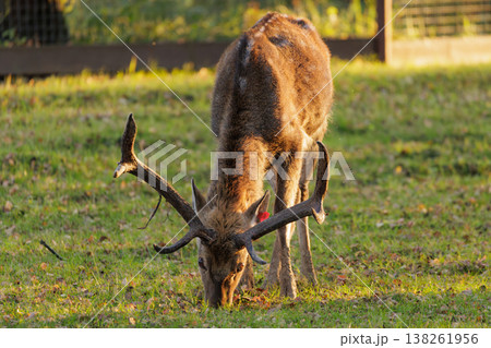 Majestic deer feeding in a lush green meadow during the golden hour of sunset Majestic deer feeding in a lush green meadow during the golden hour of sunset 138261956