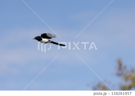 Majestic black and white bird soaring through a clear blue sky over a tranquil landscape Majestic black and white bird soaring through a clear blue sky over a tranquil landscape 138261957