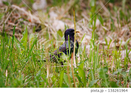 Colorful bird stands proudly among lush green grass in a serene outdoor setting during a sunny afternoon Colorful bird stands proudly among lush green grass in a serene outdoor setting during a sunny afternoon 138261964