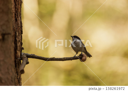 Small bird perches on a branch in a serene forest during golden hour 138261972