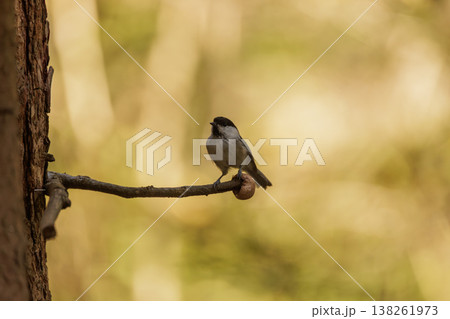 Tiny bird perched gracefully on a branch in a sunlit forest during the serene morning hours 138261973