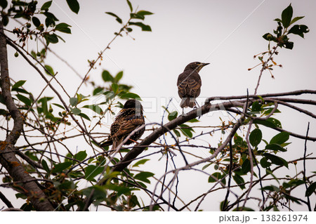 Birds perched among green leaves on a cloudy day in a tranquil park setting 138261974