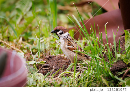 Tiny sparrow explores the lush green grass during a sunny afternoon in a peaceful garden 138261975