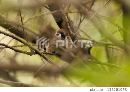 Charming sparrow perched quietly among lush branches in a serene woodland setting 138261978