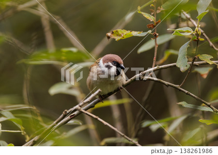 Charming sparrow perched on a branch amidst lush green foliage in early morning light 138261986