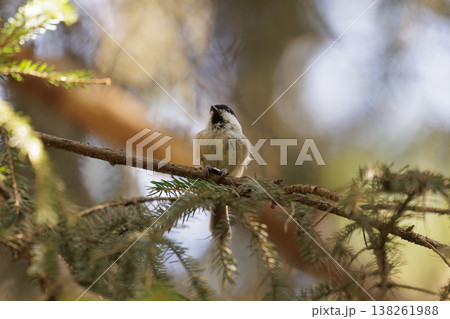 Charming little bird perched on a branch in a peaceful forest during a sunny afternoon 138261988